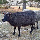 animal-bg